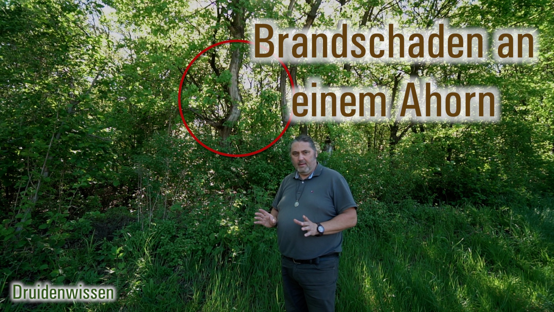 Brandschaden an einem Ahorn