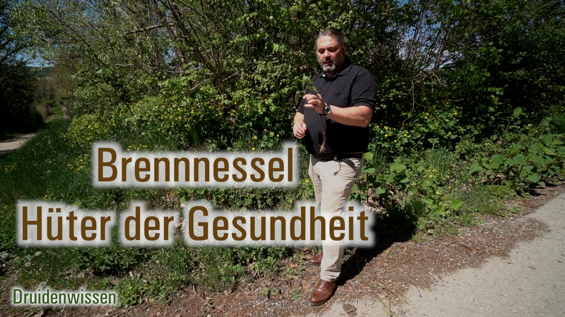 Brennnessel Hüter der Gesundheit