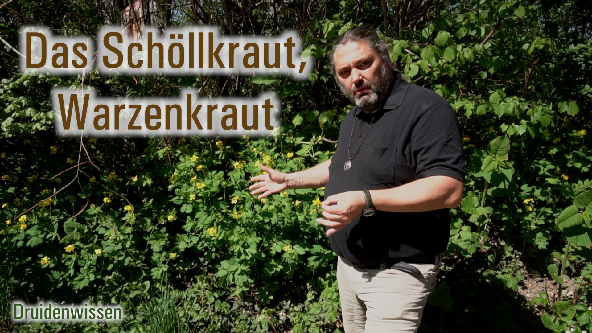 Das Schöllkraut, Warzenkraut