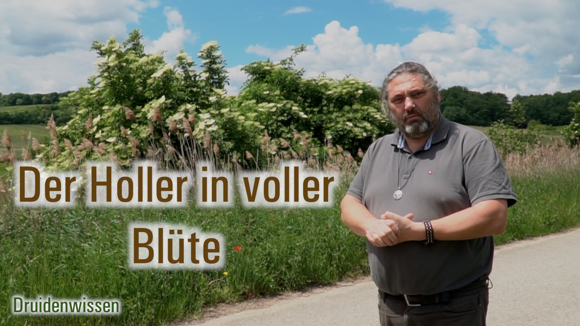 Der Holler in voller Blüte