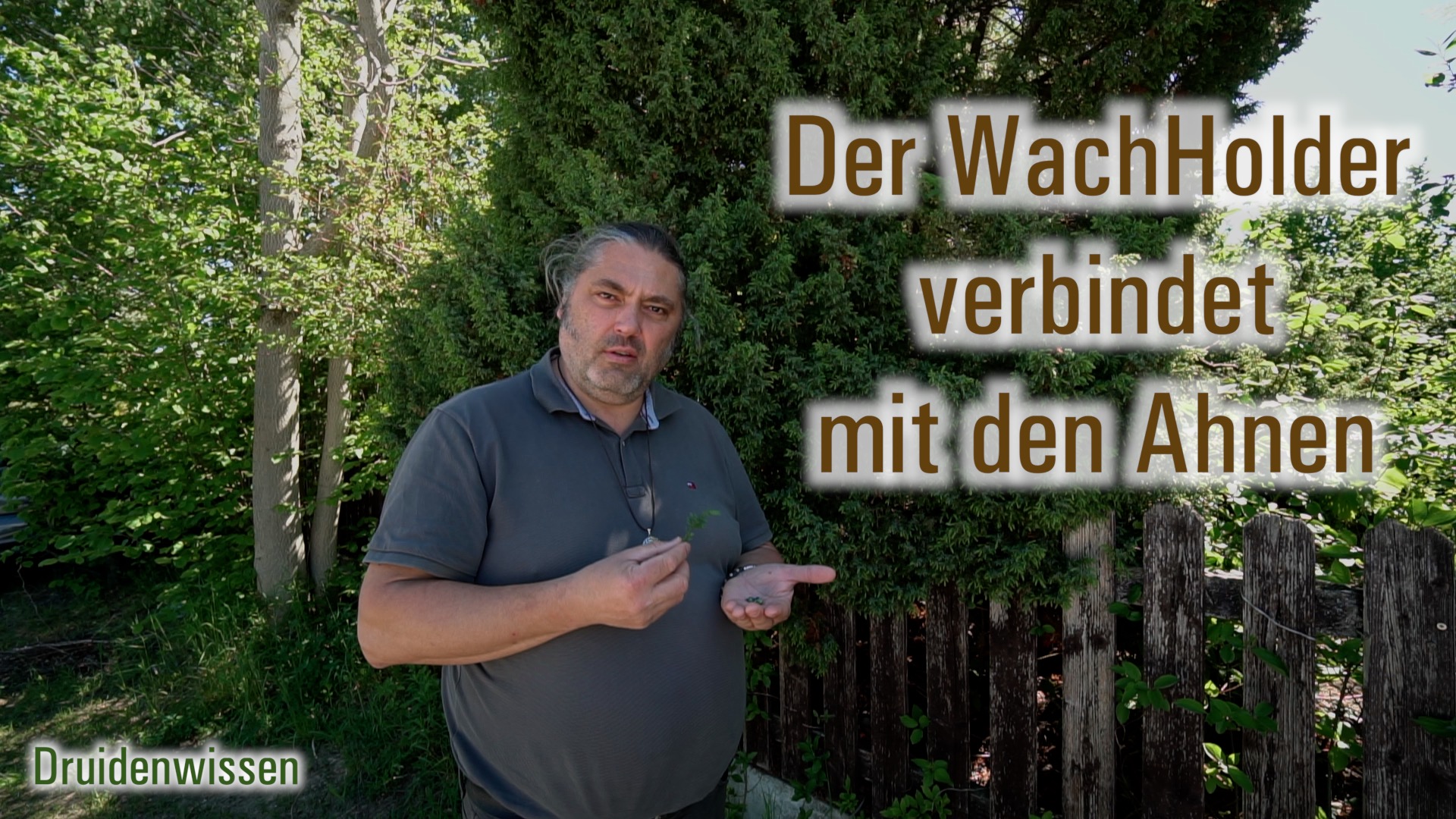 Der WachHolder verbindet mit den Ahnen