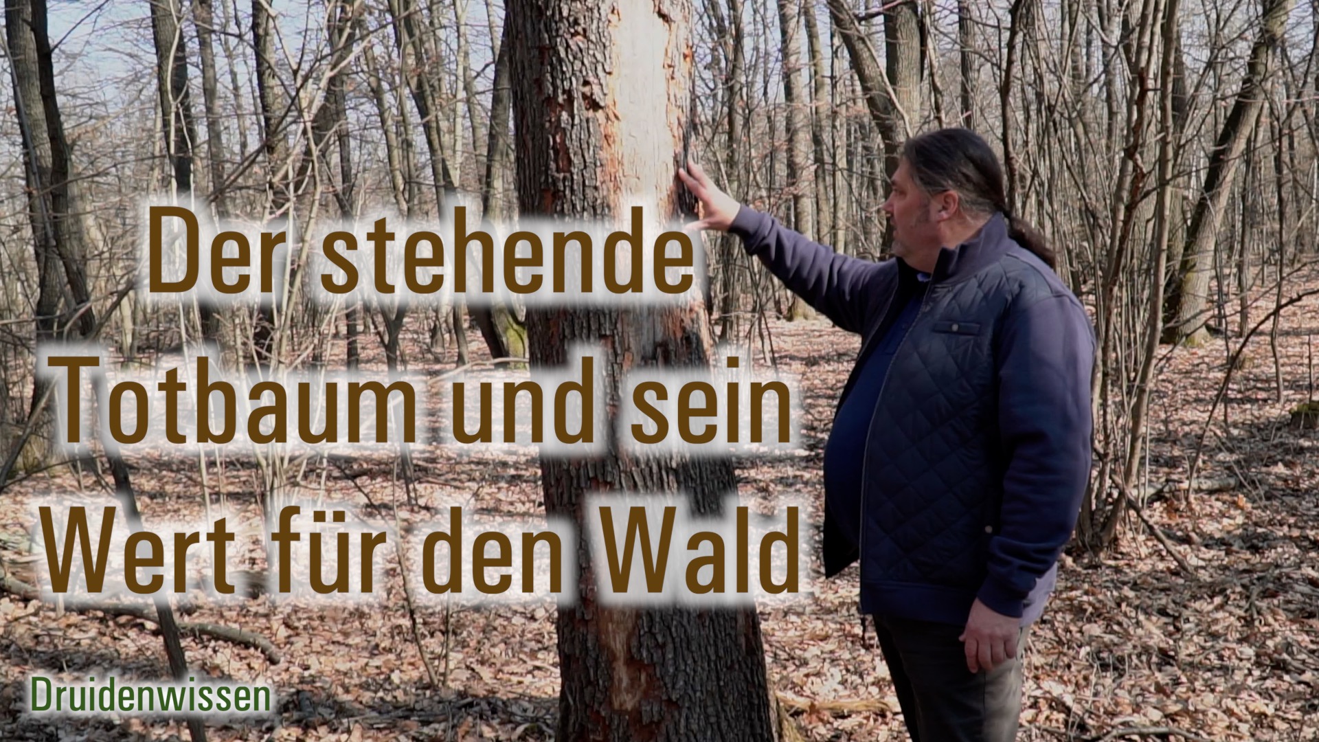Der stehende Totbaum und sein Wert für den Wald