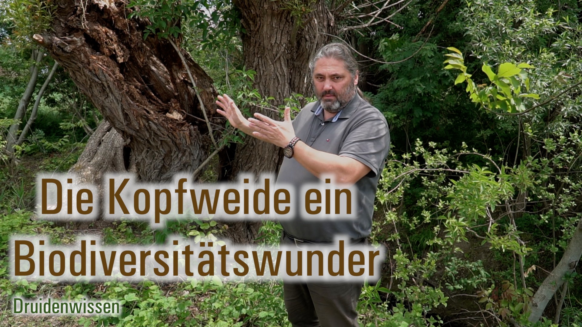 Die Kopfweide ein Biodiversitätswunder